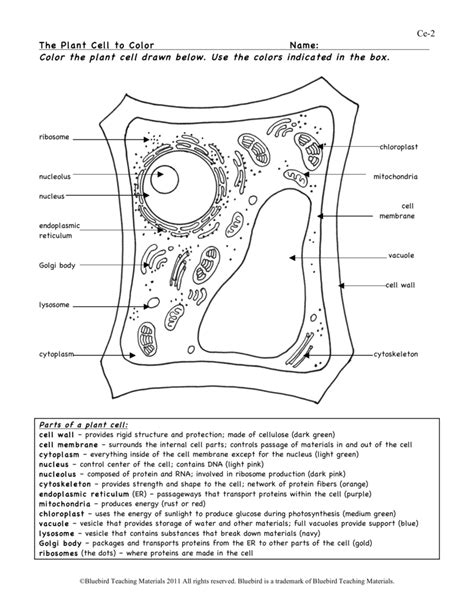 Plant Cell Coloring 3 Plant Cells Worksheet Plant Cell Diagram | Porn ...