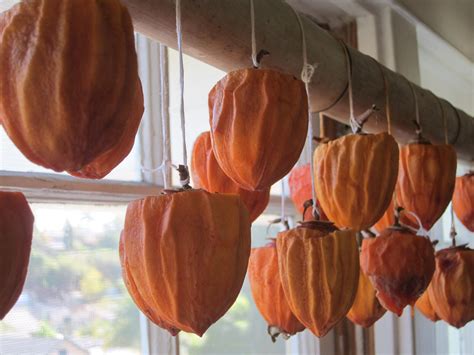 How To Make Hoshigaki (Dried Persimmons) | Persimmons, Persimmon ...