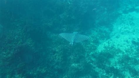 Samsara Cliff resort and spa, Jamaica. me Snorkeling with spotted eagle ray - YouTube