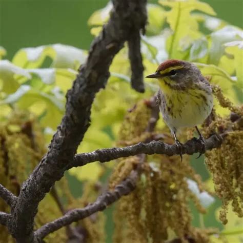 Palm warbler - Facts, Diet, Habitat & Pictures on Animalia.bio