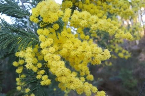 Mimosa Flower Meaning | Mimosa flower, Flower meanings, Mimosa