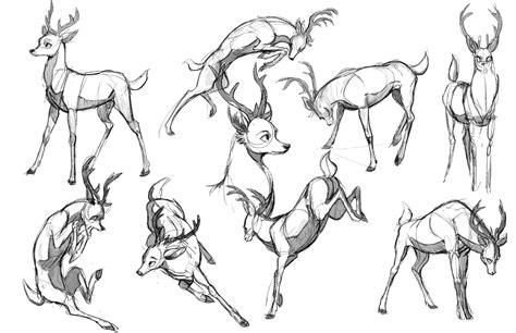 Deer Drawing Reference and Sketches for Artists