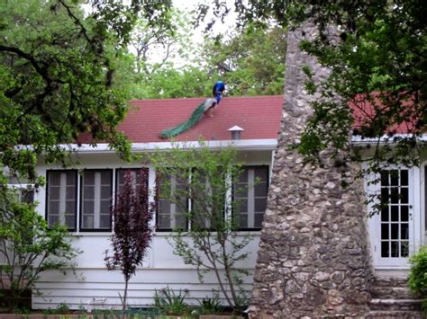 Mayfield Park- Peacocks and Hiking Trails in Central Austin Texas ...