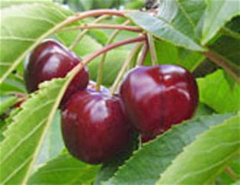 Buy Trees and Shrubs Online For Less : Bing Cherry Tree - 4-5 Feet