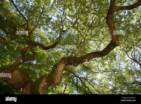 bough of old willow tree in autumn Stock Photo: 77726528 - Alamy