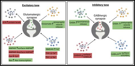 Cytokines as emerging regulators of central nervous system synapses: Immunity