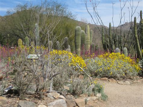 Desert Museum March 2018 | Plants, Garden, Southwest