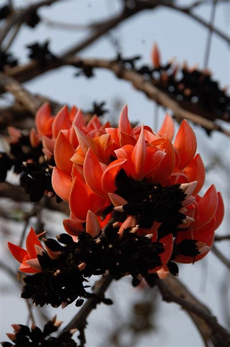 nature | Palash flower season in full bloom in Bengal - Telegraph India