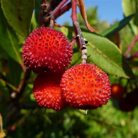 Buy Strawberry Tree (Arbutus Unedo) 5 seeds online :: Seeds :: HobbySeeds Store