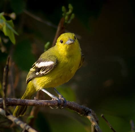 Loud Whistler by Gurdyal Singh on 500px | Whistler, How to whistle loud, Bird