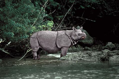 Javan Rhinoceros Population Graph