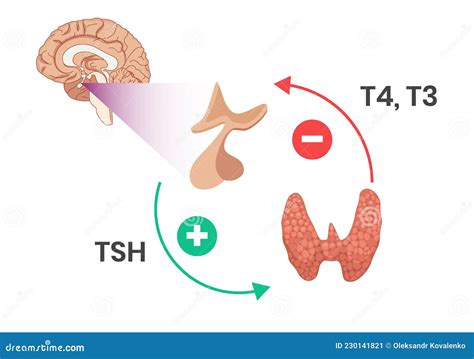 Hypothalamus Pituitary Thyroid Axis. Thyroid Hormones Physiology And Regulation Cartoon Vector ...