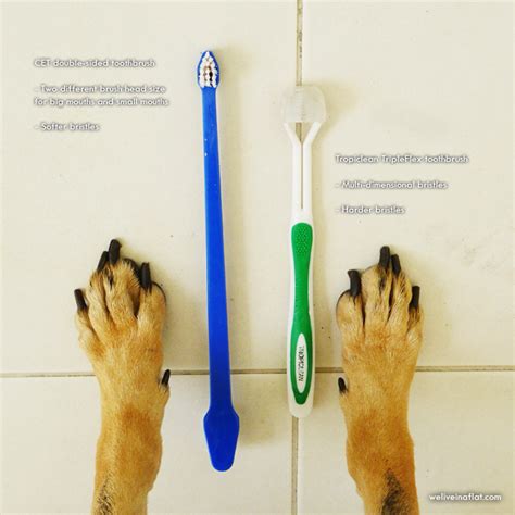 Are you using the right dog toothbrush? - You may be surprised - We ...