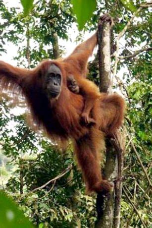 About Sumatran Orangutan | PROFAUNA