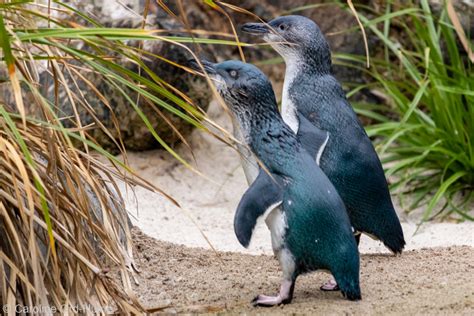 Little Penguin korora - Little Blue Penguins New Zealand - Eudyptula minor