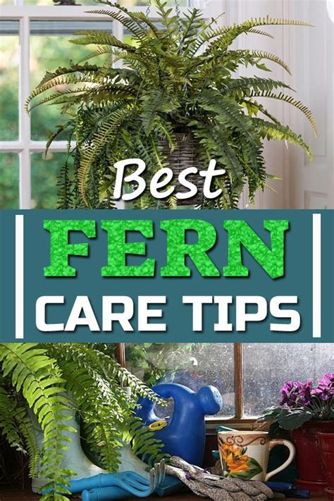 Fern Plant Care is easy but knowing the basic requirements is essential ...