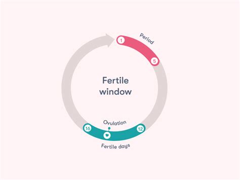 Your fertile window: everything you need to know - Flo