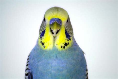 Budgie Picture: yellow face blue budgie