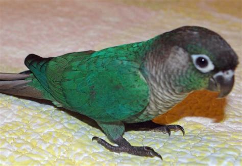 Green-Cheeked Conure Facts, Habitat, Diet, Adaptations, Pictures