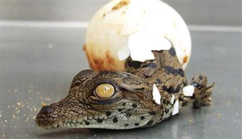 VIDEO : Naissance d'un bébé Alligator | i-animaux