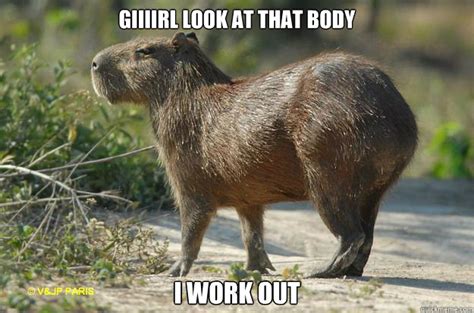 Giiiirl look at that body i work out - Capybara Swagger - quickmeme