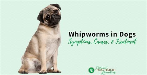 Whipworms in Dogs - Symptoms, Treatment & Prevention