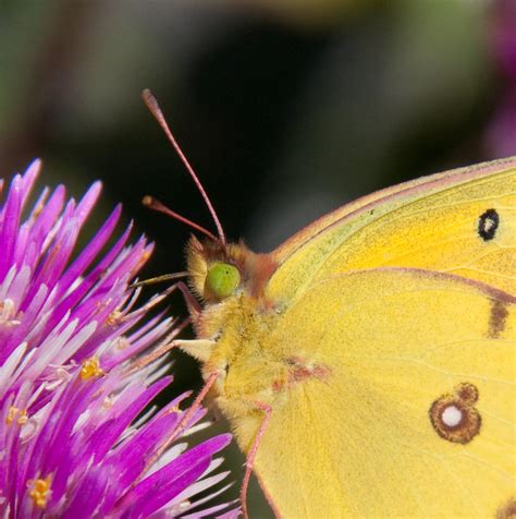 Clouded Yellow Butterfly 2 | Tony Hisgett | Flickr