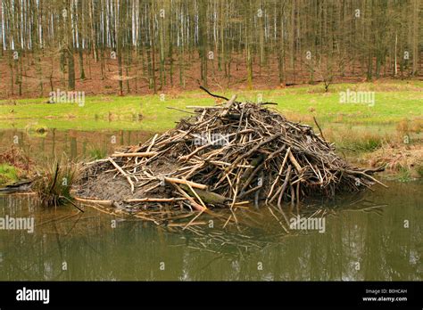 European Beaver (Castor fiber), beaver's lodge, beaver dam Stock Photo ...