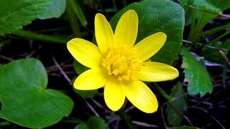 Lesser celandine flower | Lesser celandine (Ficaria verna or… | Flickr