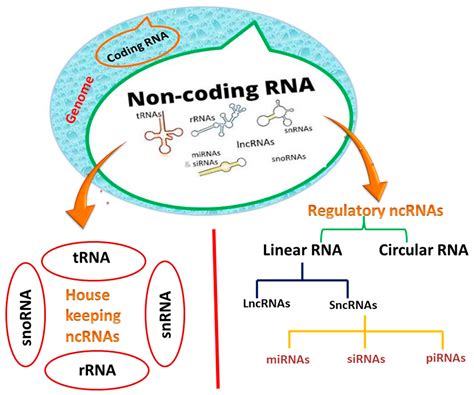 IJMS | Free Full-Text | Non-Coding RNAs in Tuberculosis Epidemiology: Platforms and Approaches ...