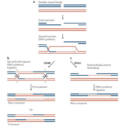 Repair of DNA double-strand breaks by DSBR and SDSA. | Learn Science at ...