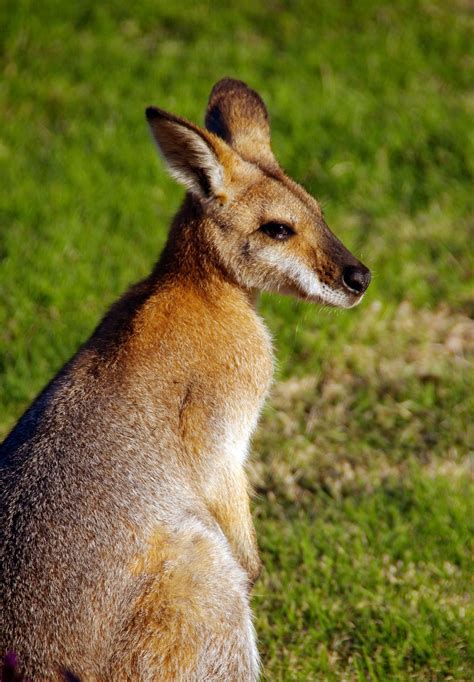 Free Images : wildlife, wild, mammal, fauna, kangaroo, australia, gazelle, vertebrate ...