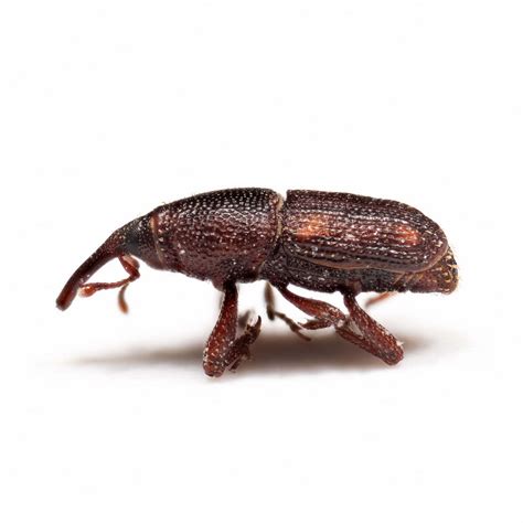 Grain Weevil Control St. Louis - Grain Storage Pest St. Louis