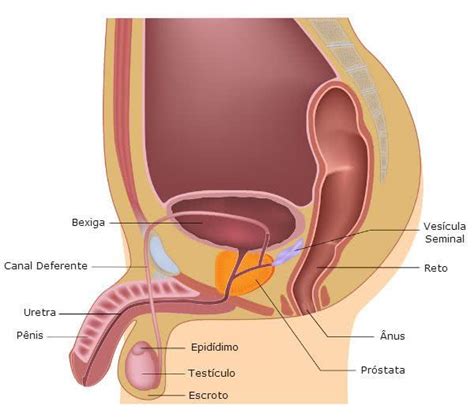 Sistema Urinário - Toda Matéria