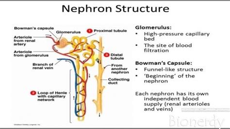 Diagram Of The Nephron And Its Functions