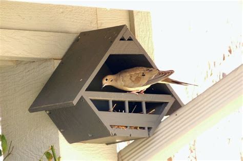 mourning dove bird house - Google Search in 2020 | Bird house kits, Bird house feeder, Bird house