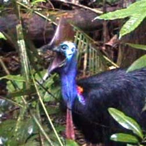 Cassowary attacks in Australia - attacks by cassowaries