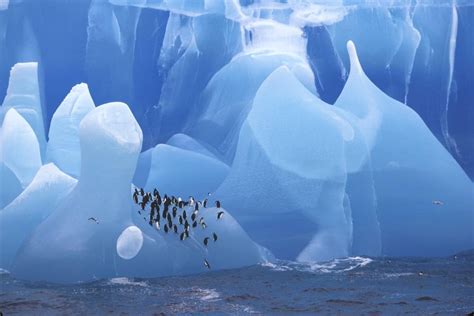 Penguins playing on a recently flipped over iceberg : pics