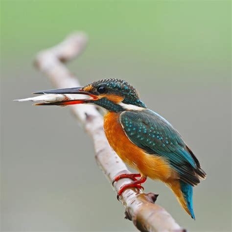 Premium Photo | Common kingfisher