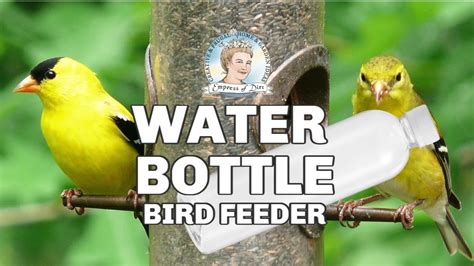 DIY Water Bottle Bird Feeder - YouTube