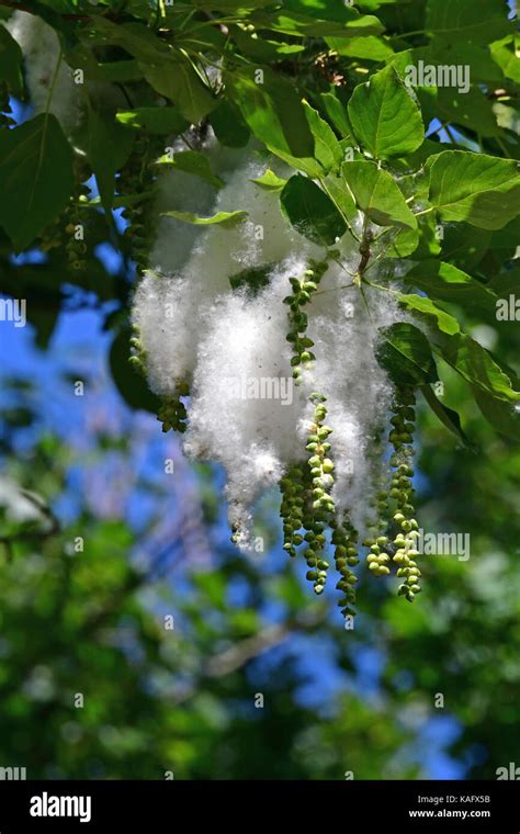 Poplar seeds hi-res stock photography and images - Alamy