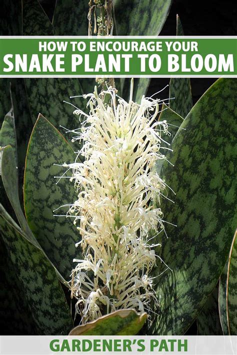 How to Encourage Indoor Snake Plants to Bloom | Gardener’s Path