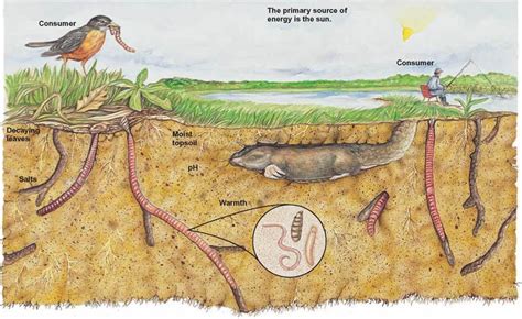 FIGURE 16.3. The Niche of an Earthworm