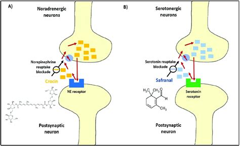 Reuptake Neuron