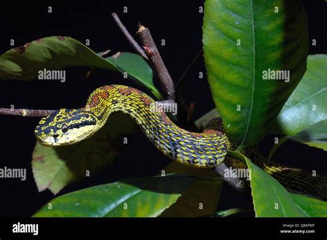 Red-spotted pit viper on foliage China Stock Photo - Alamy