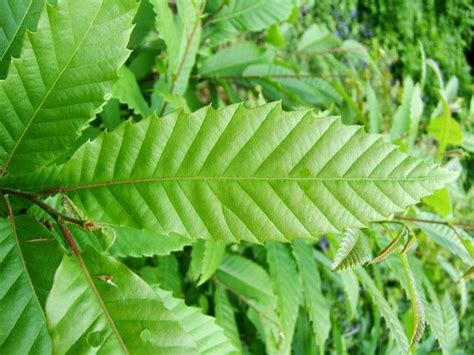 Castanea sativa - Sweet Chestnut (Fagaceae Images)