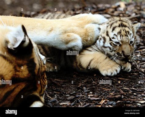 New Amur tiger cubs Stock Photo - Alamy