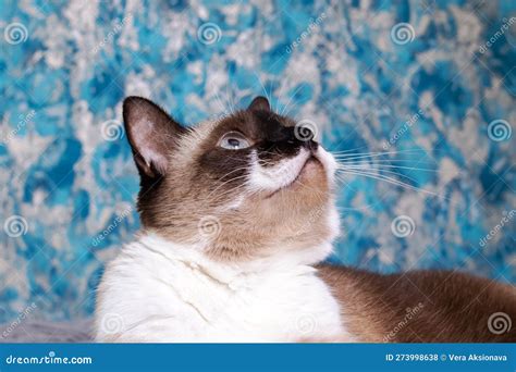 Siamese Cat with Blue Eyes Closeup Portrait Stock Photo - Image of portrait, dark: 273998638