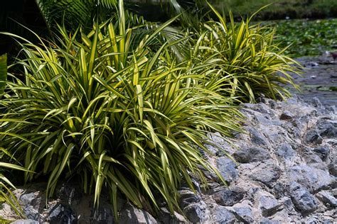 Learn How to Grow Grasses, Rushes, and Sedges