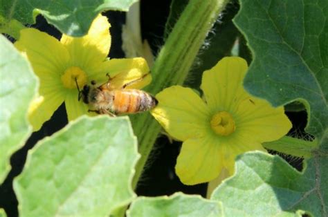 Watermelon pollination – Bee Informed Partnership